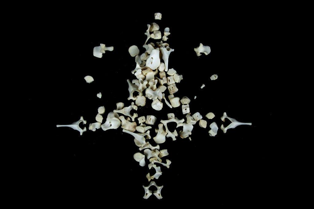 Stillborn Goat Vertebrae