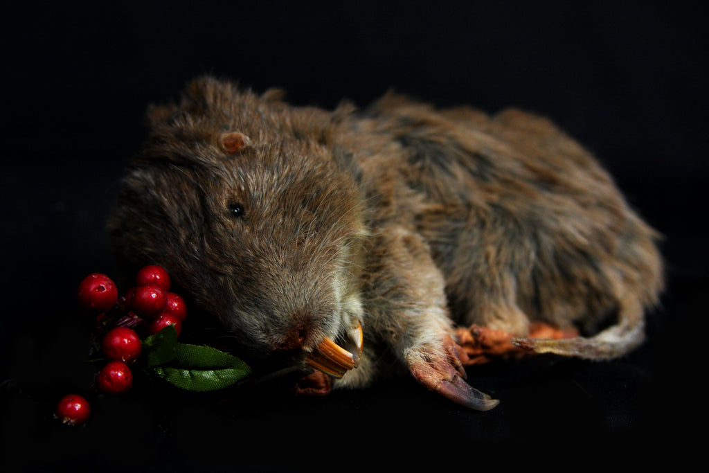 Gopher Taxidermy