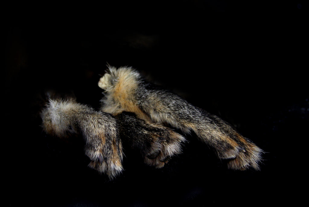 Gray Fox Paws