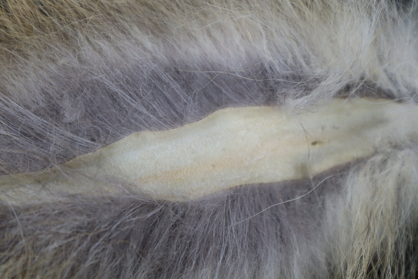 Gray Fox Tail