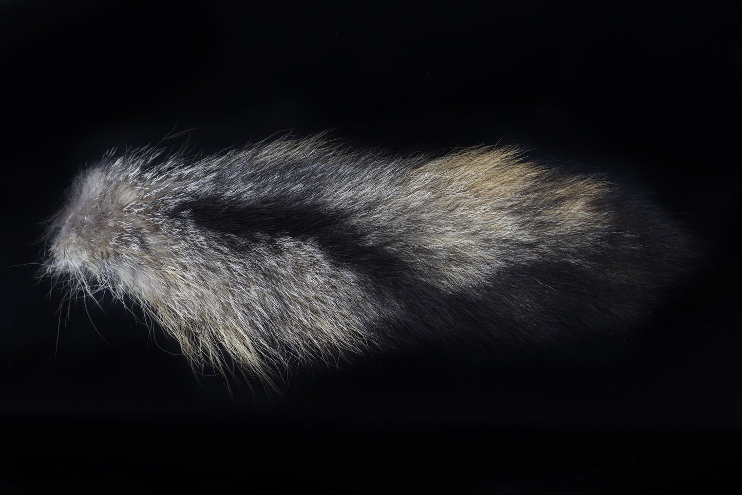 Gray Fox Tail