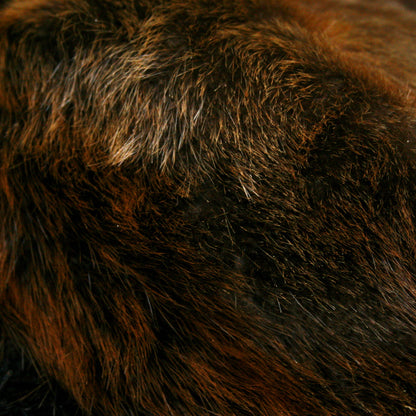 Beaver Pelt