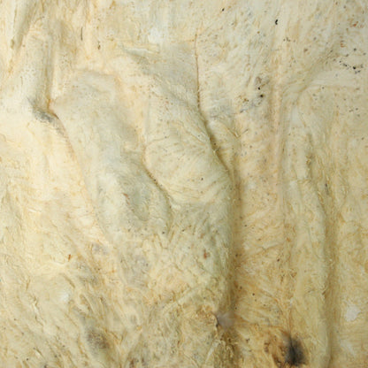 Beaver Pelt