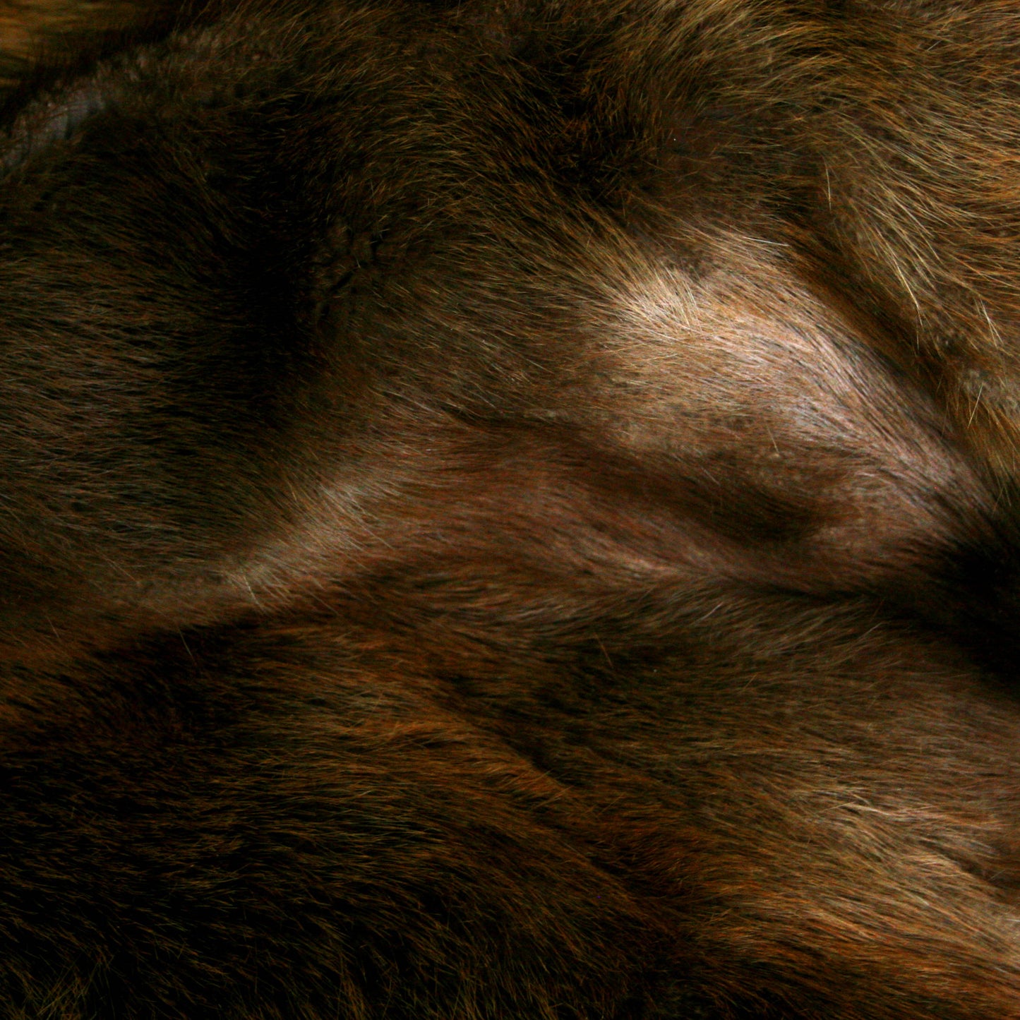 Beaver Pelt