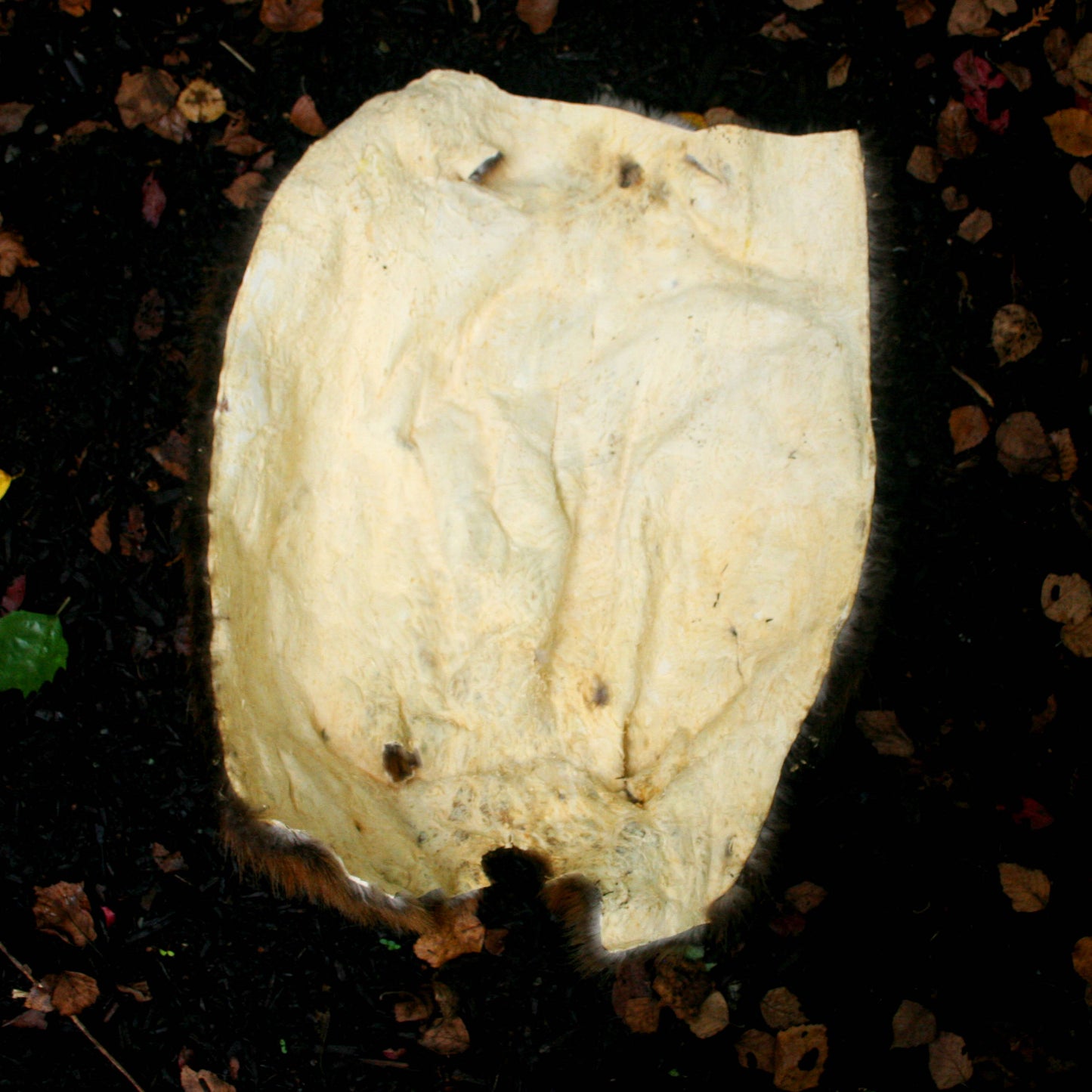 Beaver Pelt