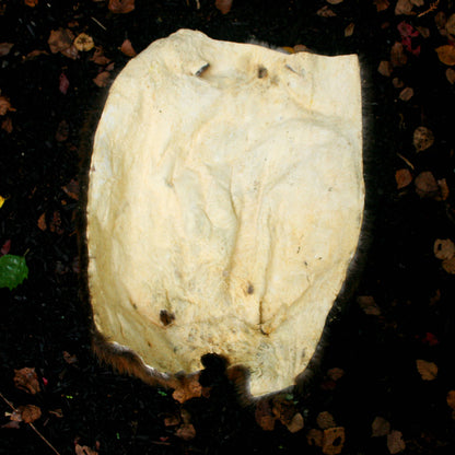 Beaver Pelt