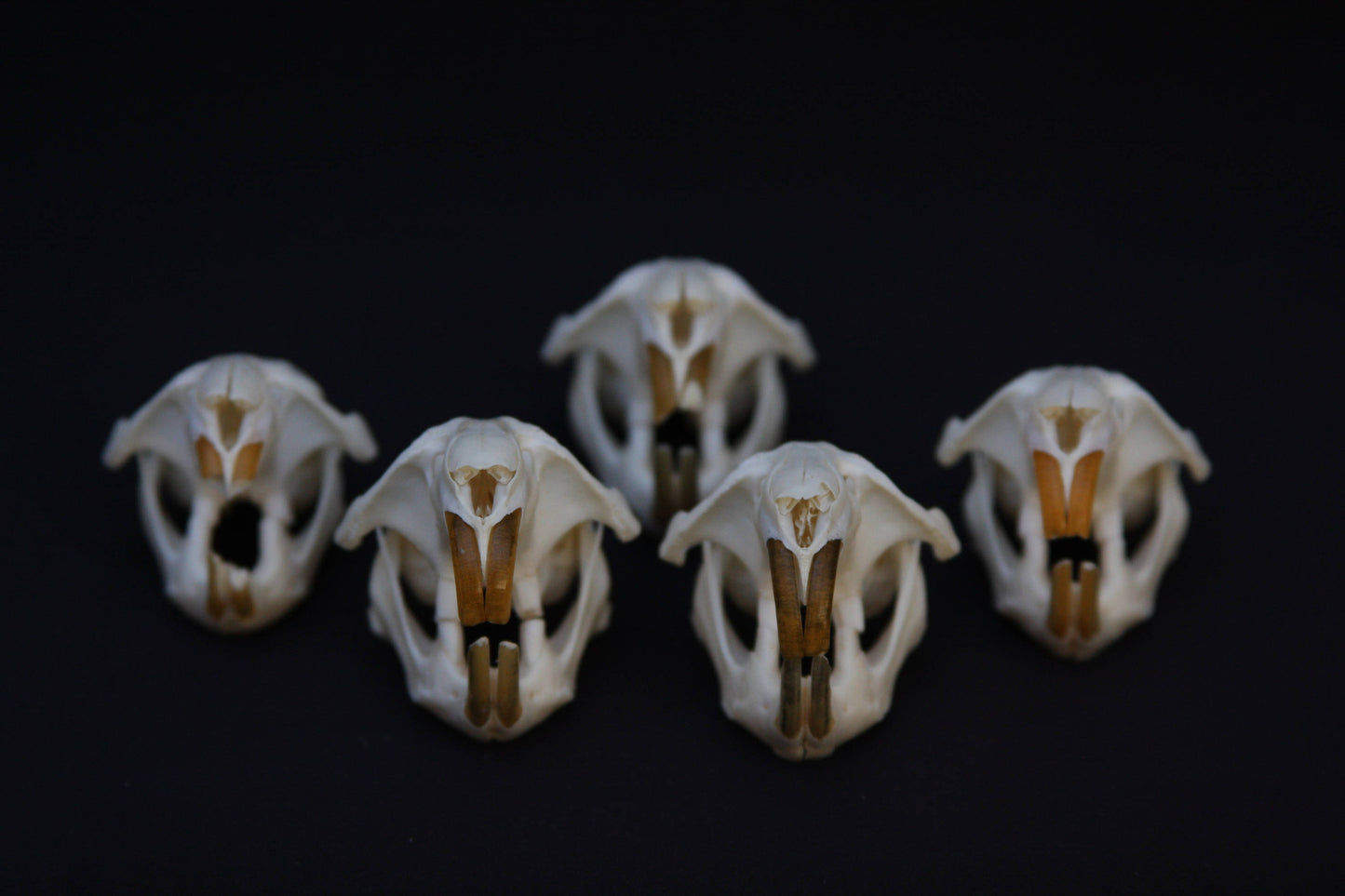 Muskrat Skull