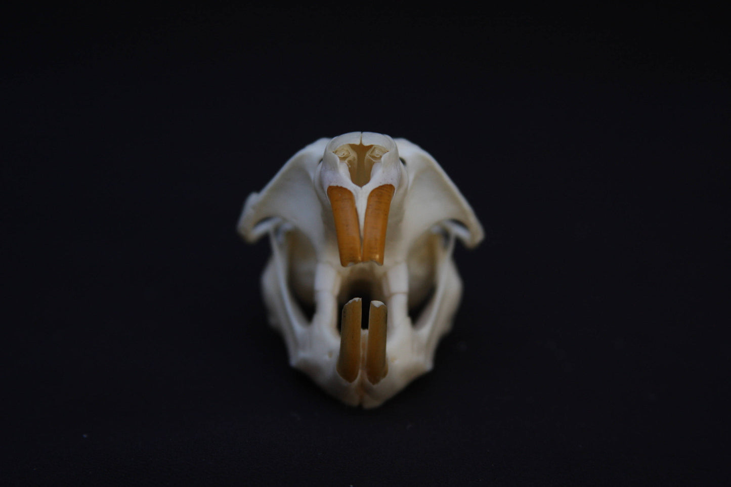 Muskrat Skull