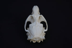 Muskrat Skull