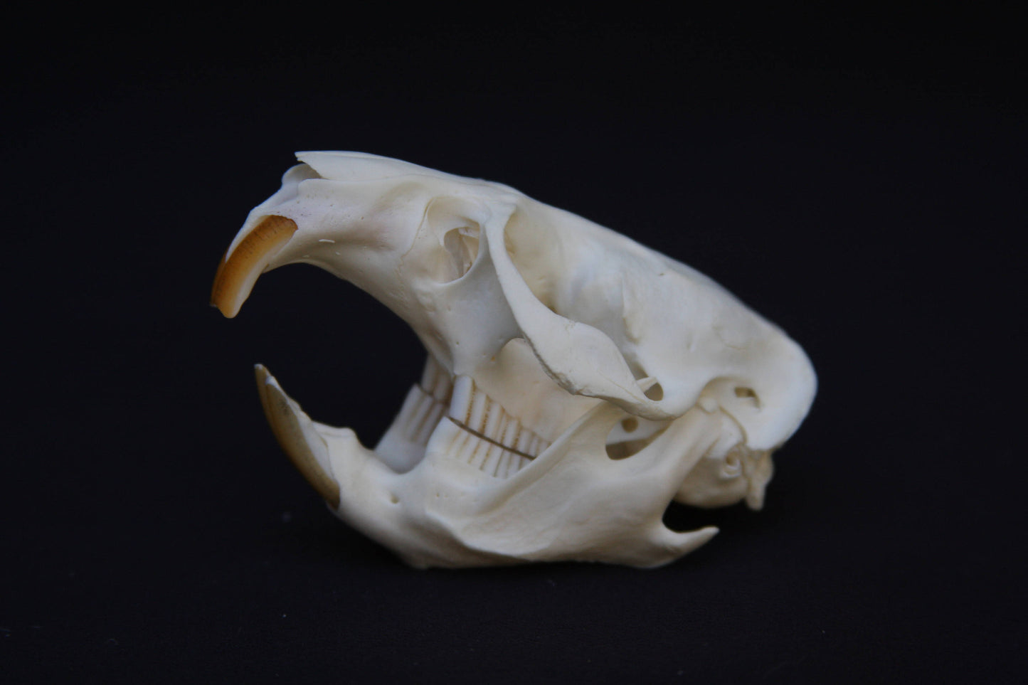Muskrat Skull