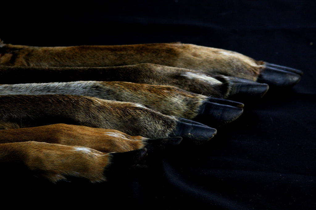 Whitetail Deer Feet (Straight)
