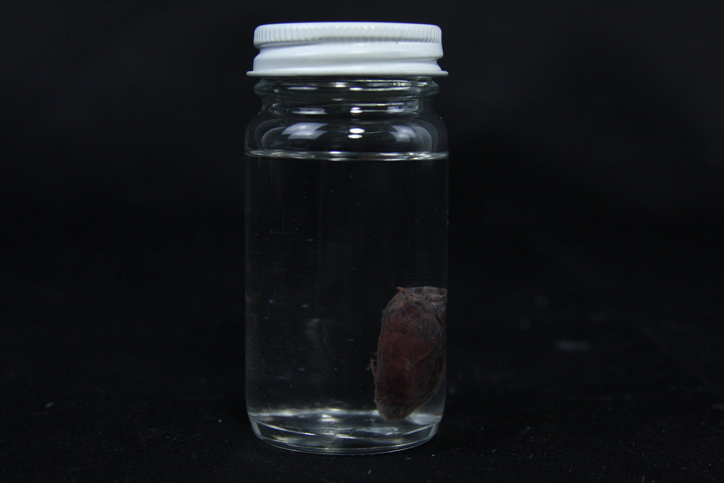 Rabbit Heart Wet Specimen