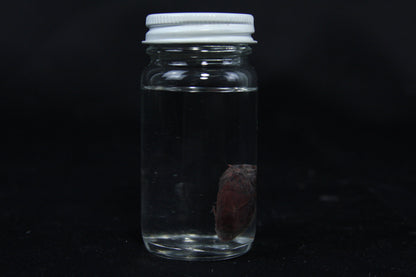 Rabbit Heart Wet Specimen