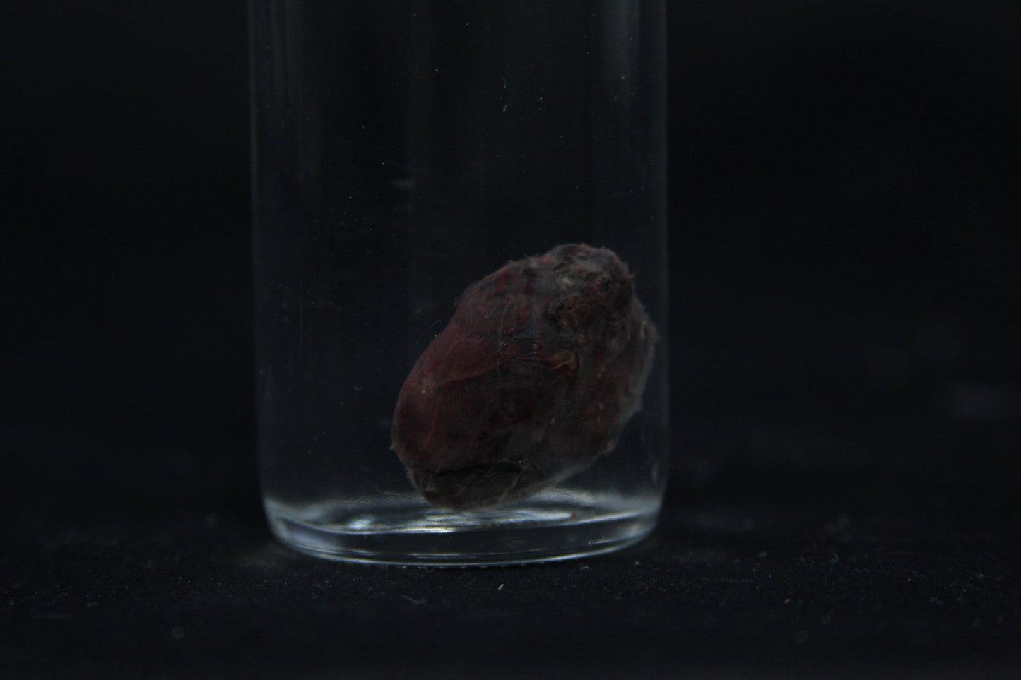 Rabbit Heart Wet Specimen