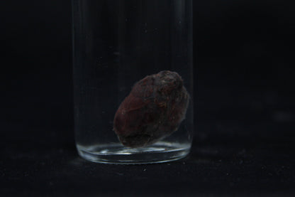 Rabbit Heart Wet Specimen