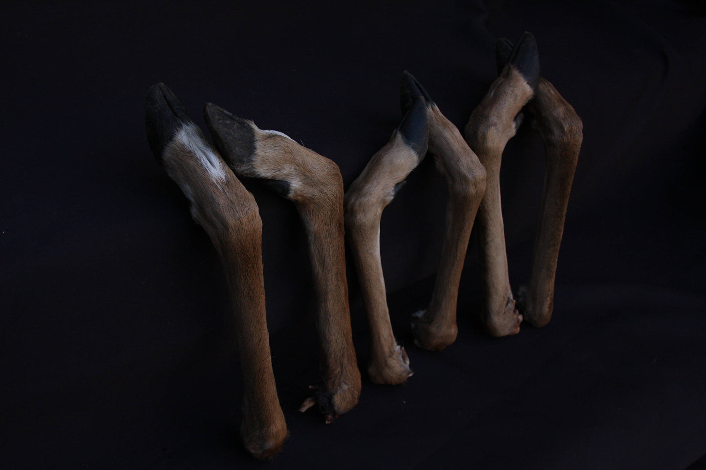 Whitetail Deer Feet (Angled)
