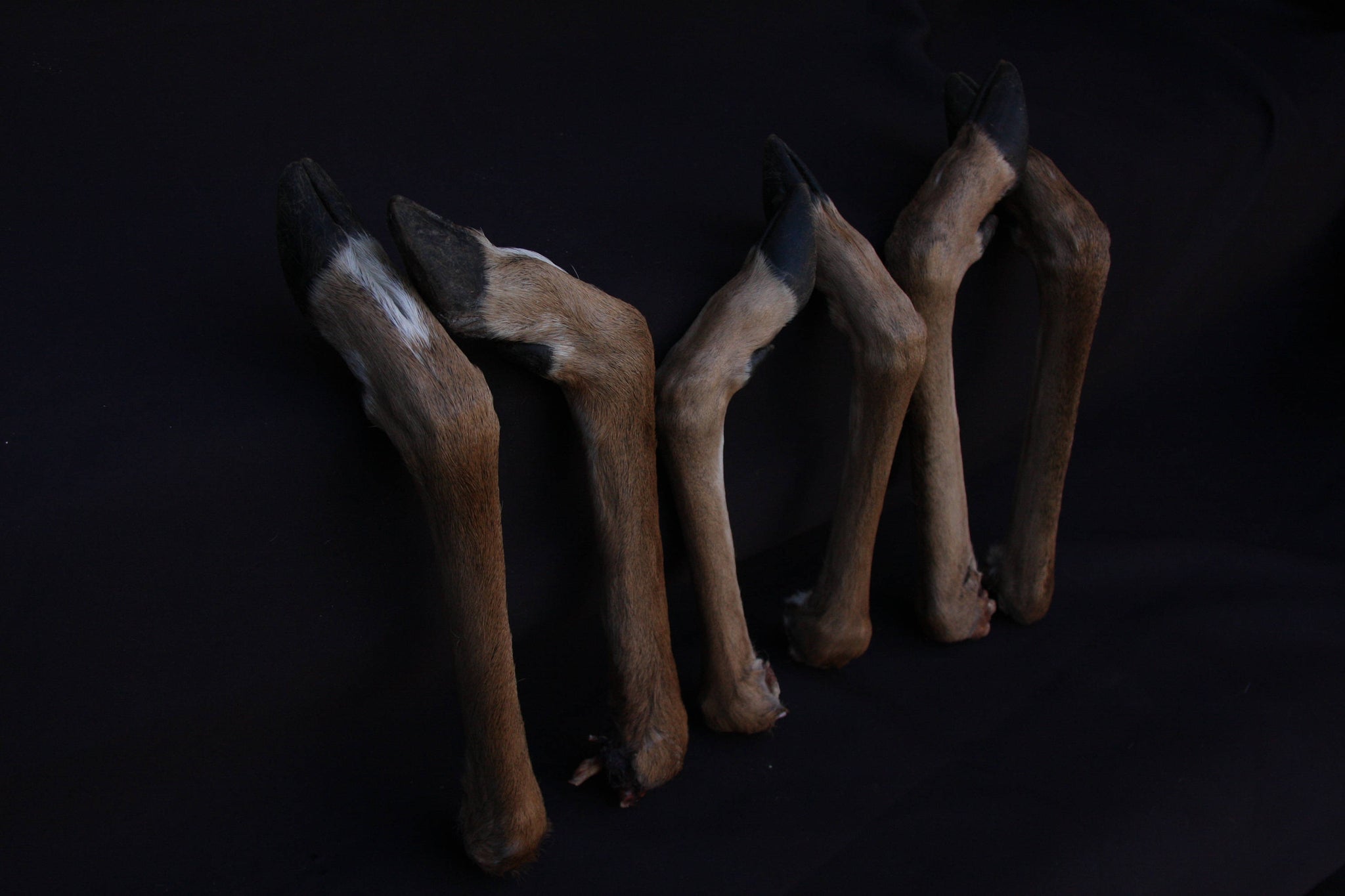 Whitetail Deer Feet (Angled)