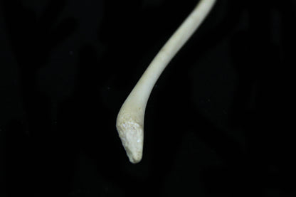 Raccoon Baculum
