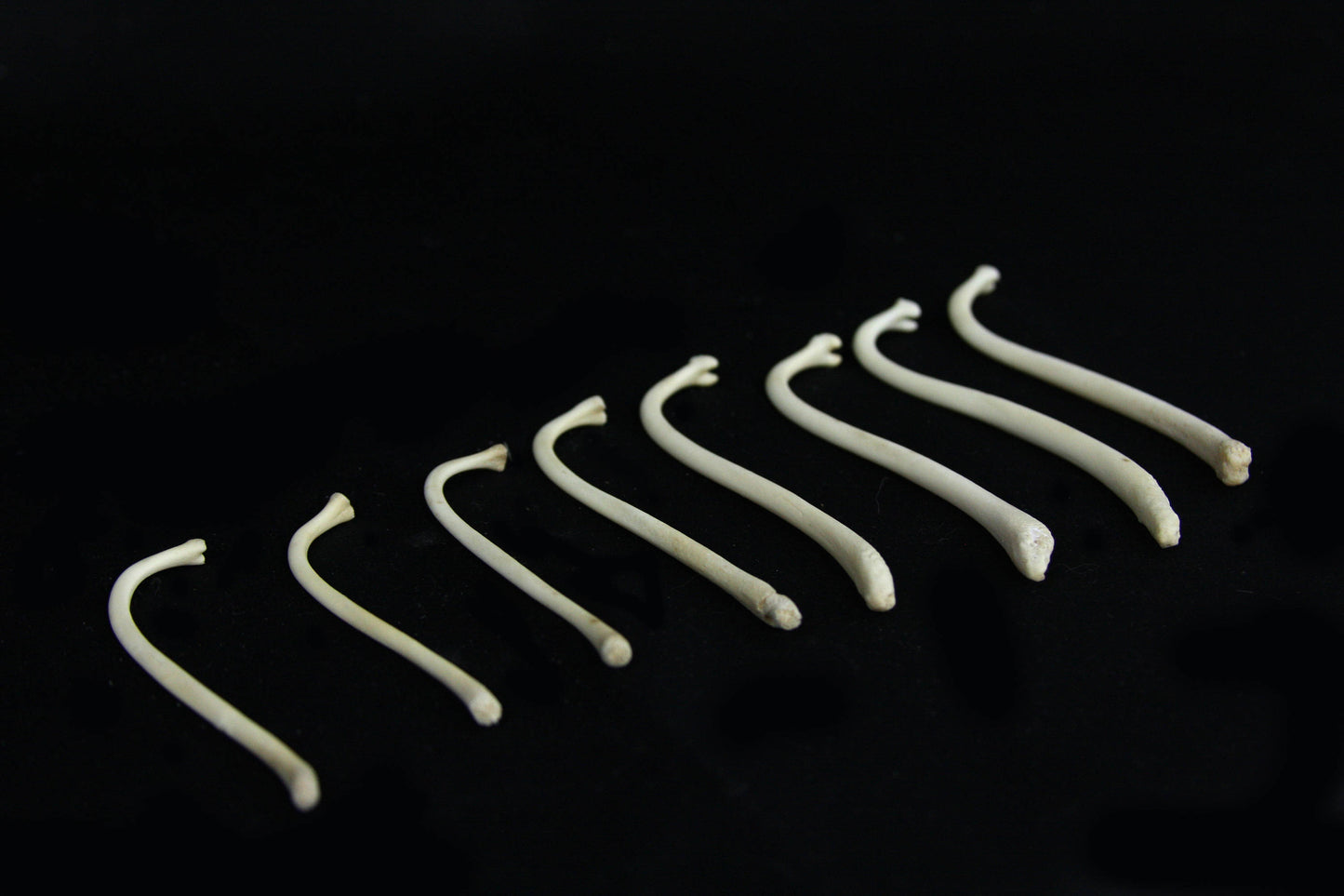 Raccoon Baculum