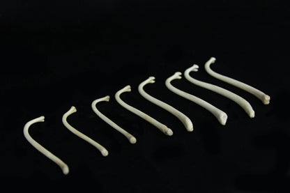 Raccoon Baculum