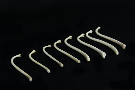 Raccoon Baculum