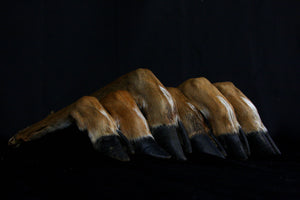 Whitetail Deer Feet (Angled)