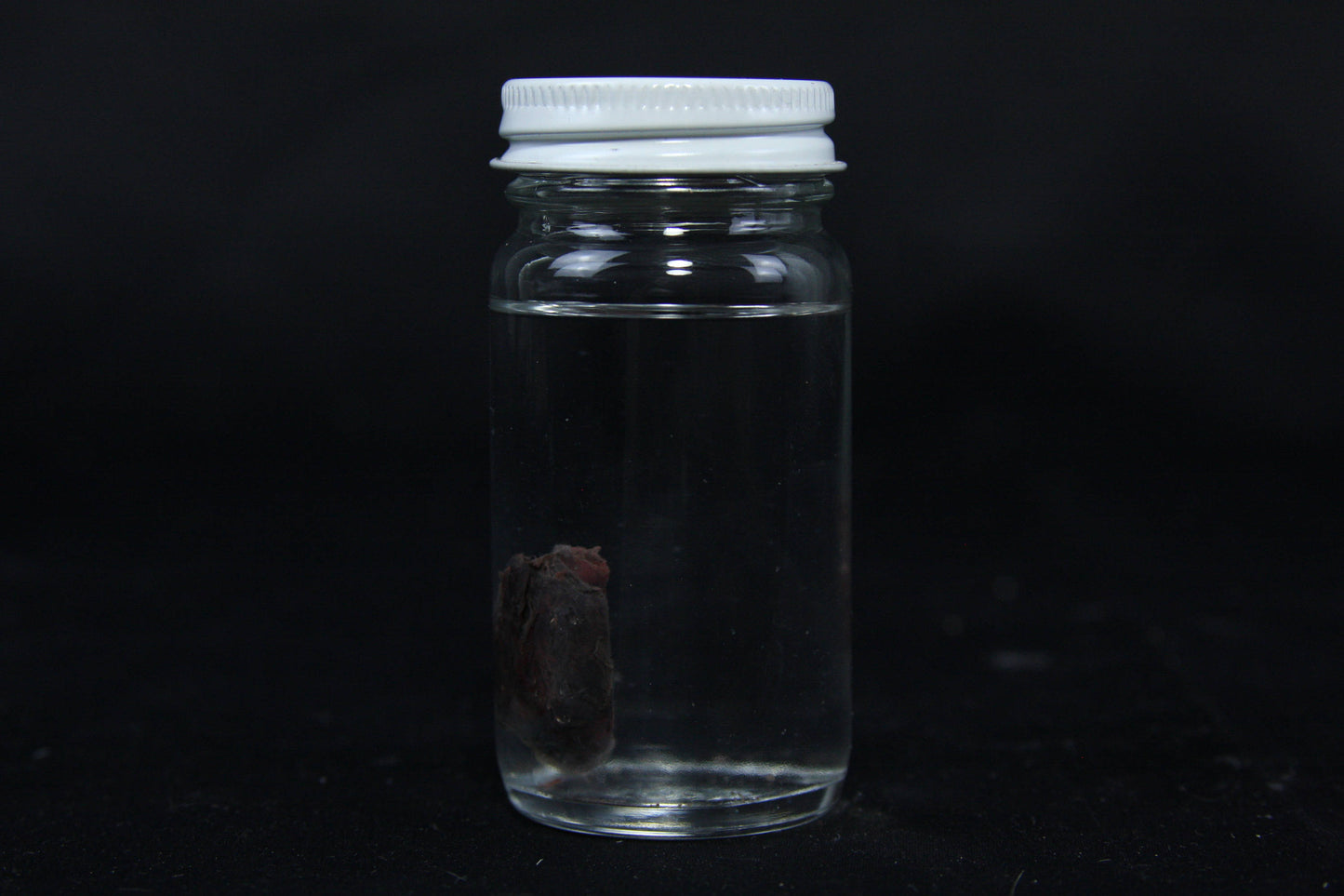 Rabbit Heart Wet Specimen