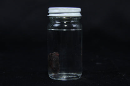 Rabbit Heart Wet Specimen