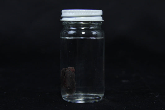 Rabbit Heart Wet Specimen