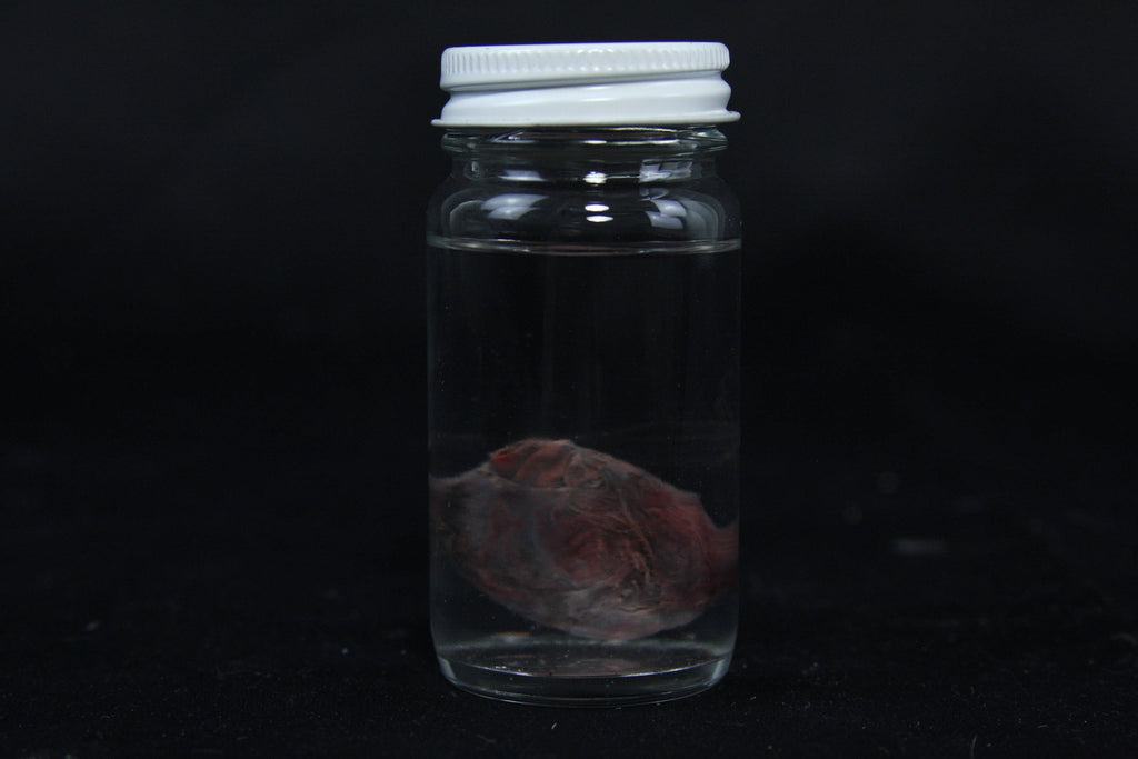 Rabbit Heart Wet Specimen