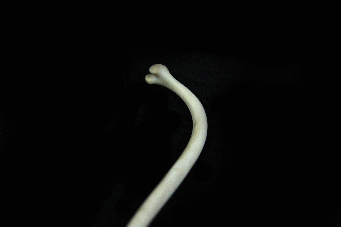 Raccoon Baculum