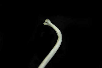Raccoon Baculum