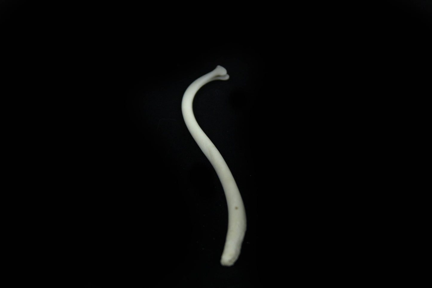 Raccoon Baculum