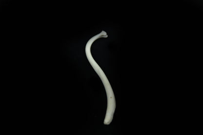 Raccoon Baculum