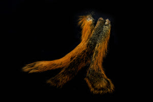 Red Squirrel Tail