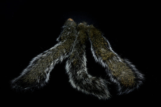 Gray Squirrel Tail