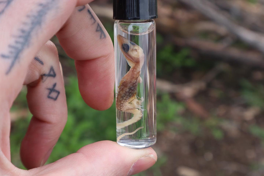 Baby Red Ackie Monitor Wet Specimen