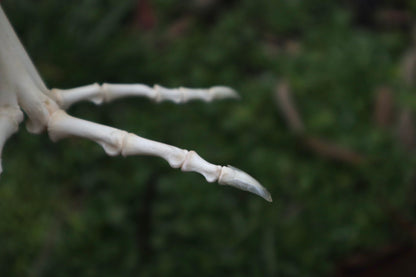 Chicken Foot Articulation