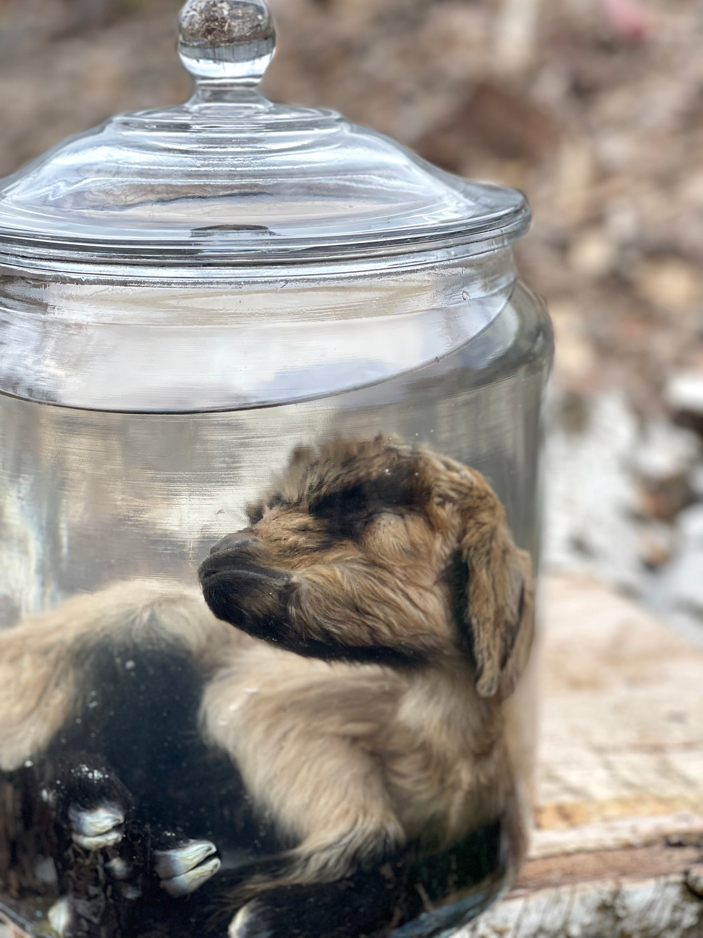 Wet Specimen Baby Goat