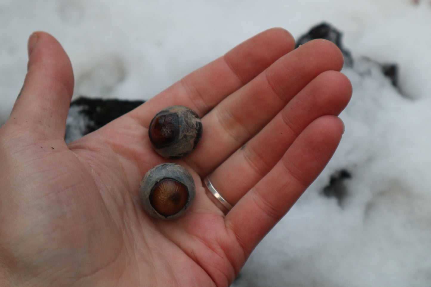 Reserved for Alexandra - Dry Preserved Greyhound Eyeballs