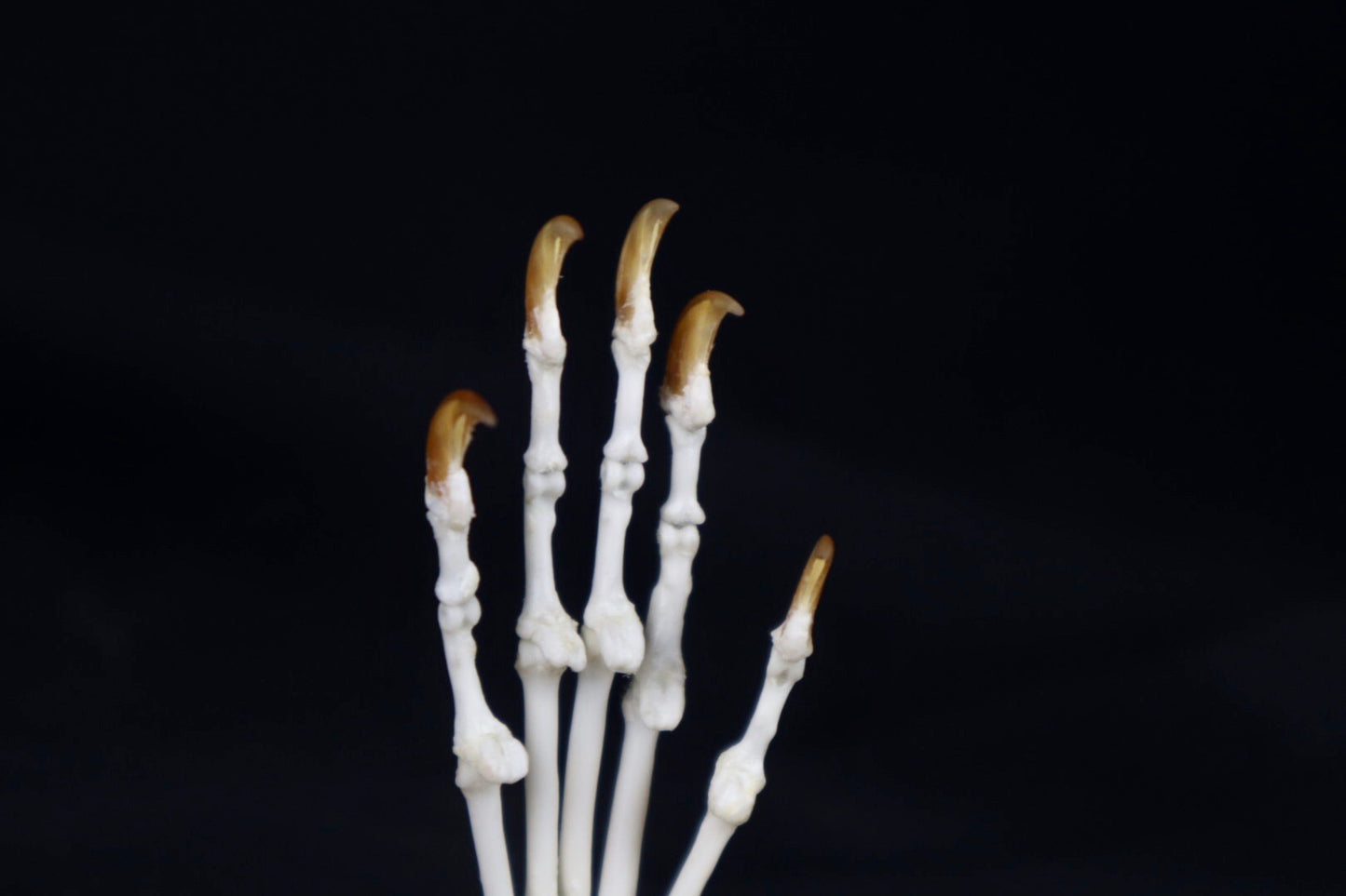Raccoon Paw Articulation in Glass Dome