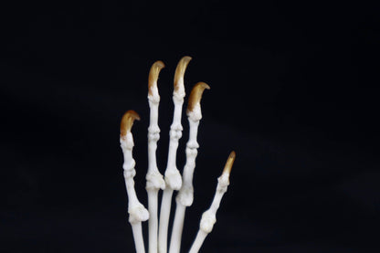 Raccoon Paw Articulation in Glass Dome
