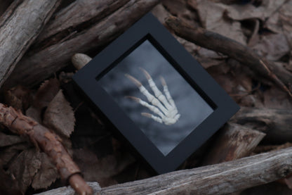 Beaver Paw Articulation