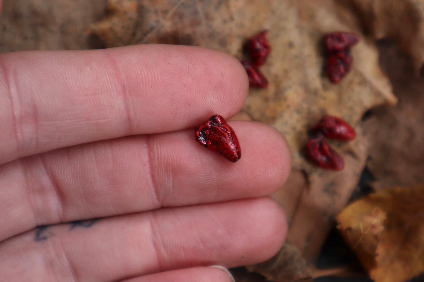 Dry Preserved Parakeet Heart
