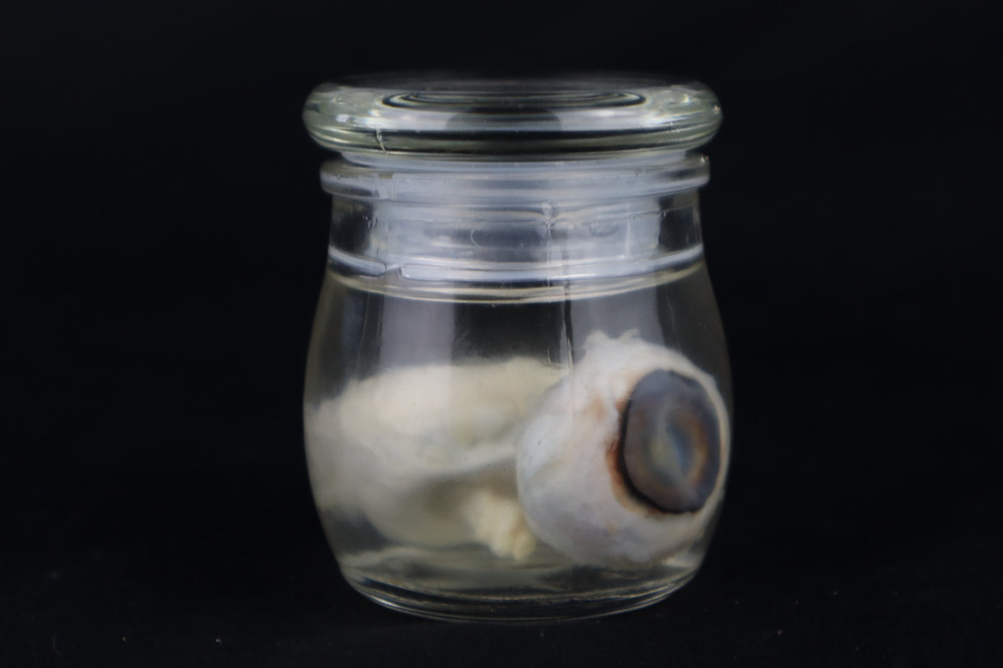 Reserved for Fabled Oddities  -  Wet Specimen Gray Wolf Eyeballs