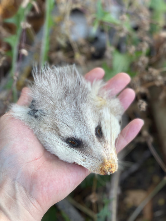 Reserved for Morgan - Craft Soft Tanned Opossum Face