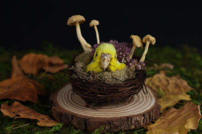 Reserved for Amanda -Taxidermy Budgerigar Head Sculpture