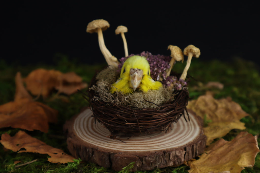 Reserved for Amanda -Taxidermy Budgerigar Head Sculpture