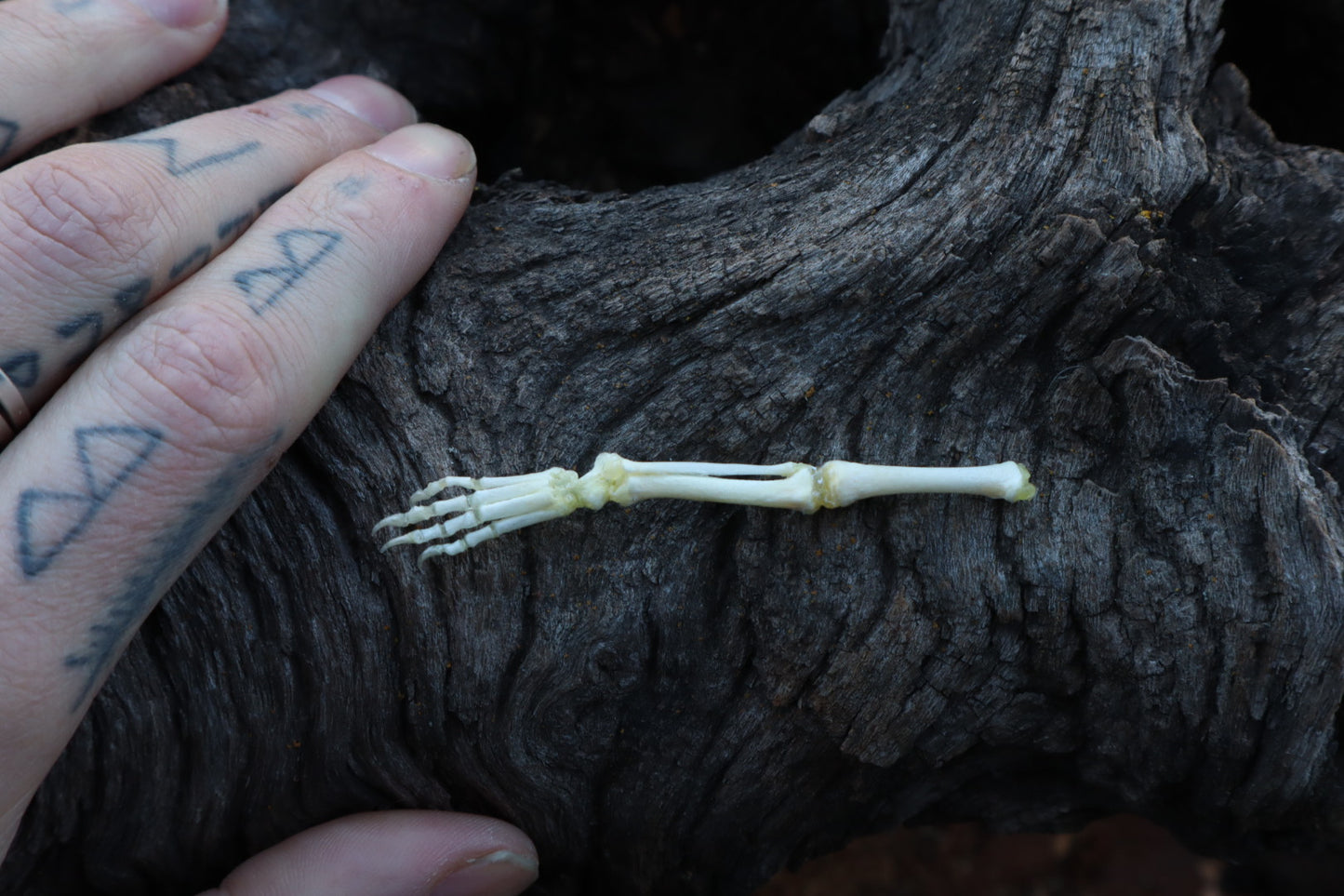 Stillborn Kitten Leg Articulation