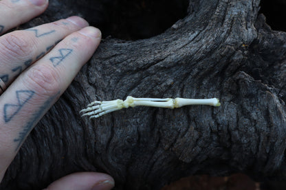 Stillborn Kitten Leg Articulation